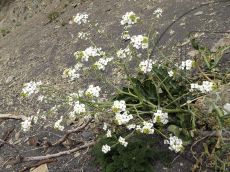 Crambe-koktebelica_соцветия